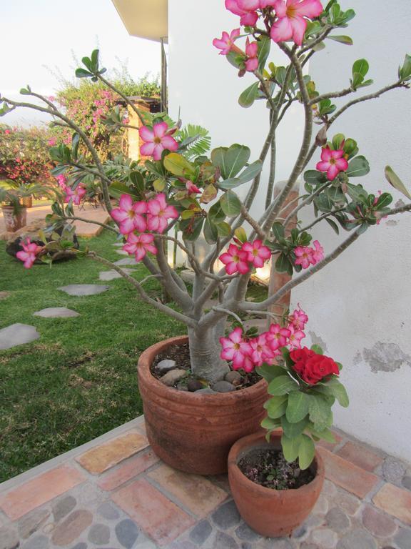Bed and Breakfast La Colorada à Zacualpan Extérieur photo